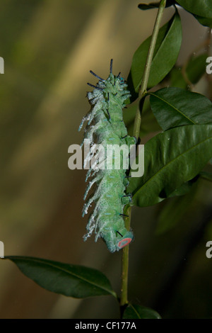 Atlasseidenspinner caterpillar Atlas Attacus Banque D'Images