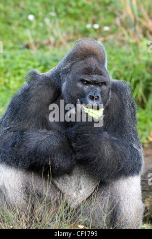Silverback gorilla de manger un repas de feuilles de chou dans le zoo Banque D'Images