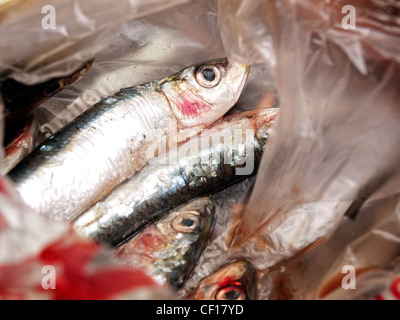 Vue rapprochée de sardines fraîches dans un sac en plastique. Banque D'Images