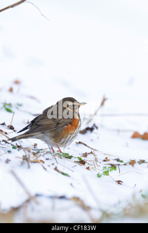 Redwing, turdus iliacus, nourriture dans la neige a couvert la masse, Banque D'Images