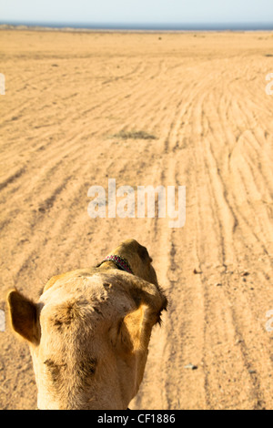 Le dromadaire se reposer pendant un safari dans le désert du Sahara, près de Marsa Alam, Egypte Banque D'Images