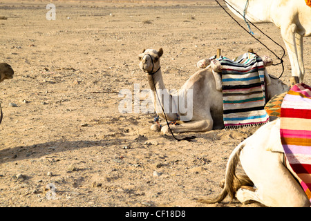 Le dromadaire se reposer pendant un safari dans le désert du Sahara, près de Marsa Alam, Egypte Banque D'Images