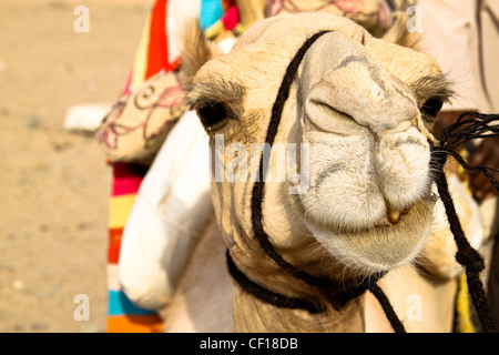 Le dromadaire se reposer pendant un safari dans le désert du Sahara, près de Marsa Alam, Egypte Banque D'Images