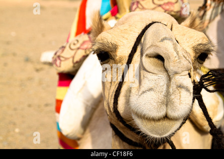 Le dromadaire se reposer pendant un safari dans le désert du Sahara, près de Marsa Alam, Egypte Banque D'Images