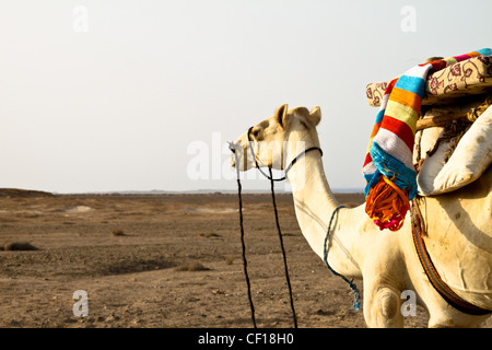 Le dromadaire se reposer pendant un safari dans le désert du Sahara, près de Marsa Alam, Egypte Banque D'Images