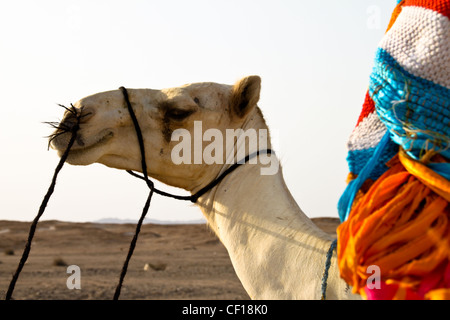 Le dromadaire se reposer pendant un safari dans le désert du Sahara, près de Marsa Alam, Egypte Banque D'Images