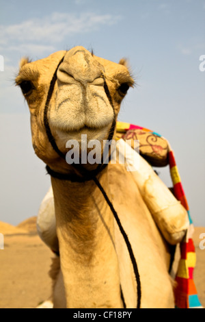 Le dromadaire se reposer pendant un safari dans le désert du Sahara, près de Marsa Alam, Egypte Banque D'Images