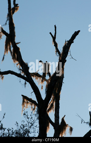 Coucher du soleil met en évidence la mousse espagnole sur old dead Oak tree Banque D'Images