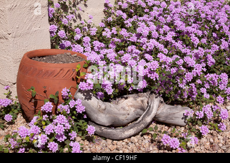 La vie toujours d'un lantana violet avec un pot en céramique et bois branch Banque D'Images