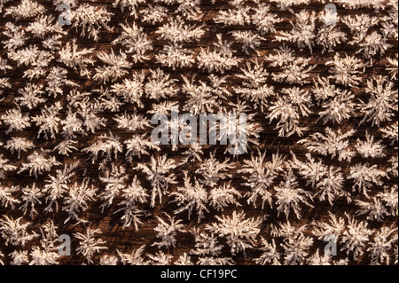 Rangées de cristaux de givre frost hoare formant un motif sur l'altération des rayons médullaires en bois patiné premiers rayons de soleil Banque D'Images