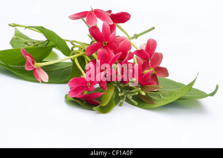 Close-up de Rangoon (réducteur Quisqualis indica) sur fond blanc Banque D'Images