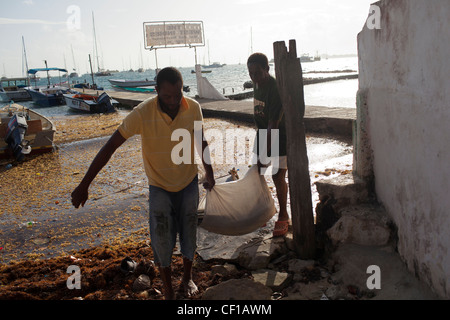 Les pêcheurs locaux portent un sac de poissons fraîchement pêchés au large d'un quai à Clifton, Union Island. Banque D'Images