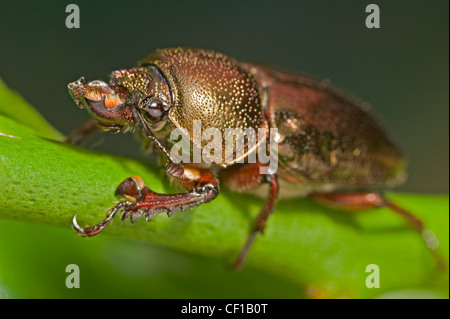 Australian mâle golden stag beetle Banque D'Images