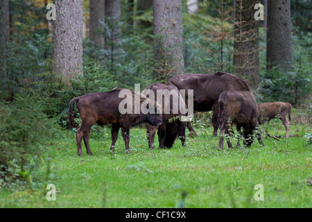 Wisent, Bos bonasus, syn. Bison bonasus, bison européen Banque D'Images