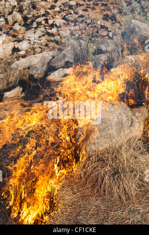 Bush fire flames dans la campagne indienne. L'Andhra Pradesh, Inde Banque D'Images