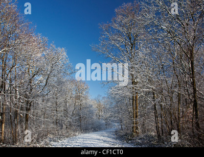 Un chemin couvert de neige par Webbs bois sur un jour d'hiver ensoleillé. Banque D'Images