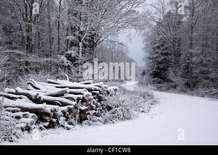 Journal d'une pile à côté d'un chemin couvert de neige dans une forêt en hiver. Banque D'Images