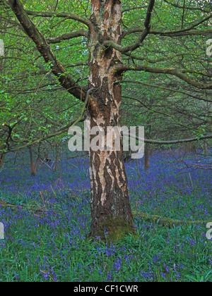 Un bois bluebell. Banque D'Images