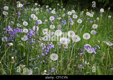 Jacinthes et pissenlits en abondance dans les bois de la soie au printemps à l'échelle nationale, Westonbirt Arboretum. Banque D'Images