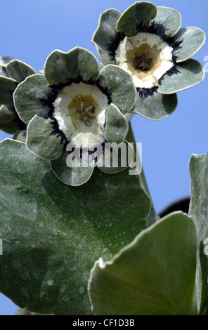 Un gros plan d'une semoule 'Auricula', avec blanc, bleu et vert pâle fleurs Banque D'Images