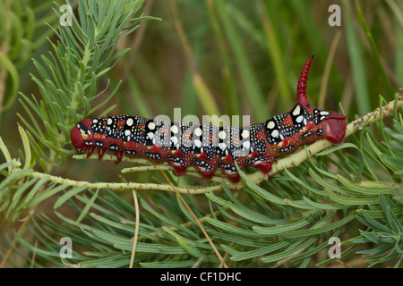 Wolfsmilchschwaermer Raupe, Hyles euphoriae, cocon de faucon-teigne Banque D'Images