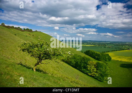 Pewsey Downs, au sud de la Marlborough Downs surplombant Pewsey Vale. Banque D'Images