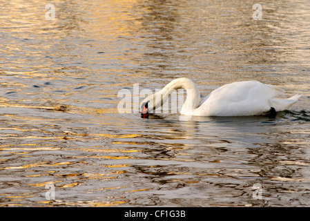 Swan Banque D'Images