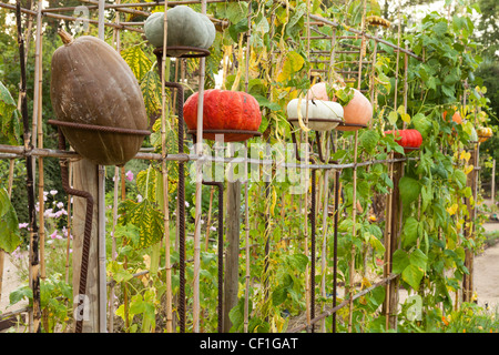 Dans le potager biologique, la récolte de courges exposés au Festival International des jardins de Chaumont-sur-Loire 2010. Banque D'Images