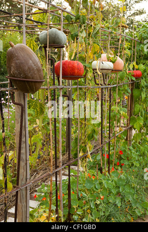 Dans le potager biologique, la récolte de courges exposés au Festival International des jardins de Chaumont-sur-Loire 2010. Banque D'Images