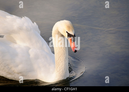 Swan Banque D'Images