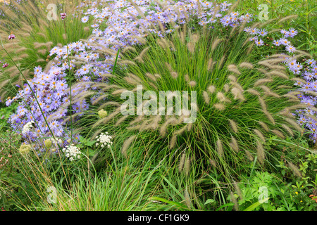 Pennisetum et Aster en automne. Banque D'Images