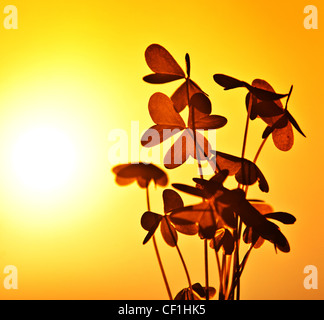 Clover au coucher du soleil, la silhouette de Shamrock plante sur fond de ciel jaune chaud, abstract floral image, nature printemps Banque D'Images