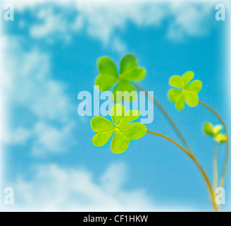 Abstract natural background, Jules est au ciel, usine de ressorts vert frais dans le ciel bleu, floral border, st.Patrick, maison de vacances Banque D'Images