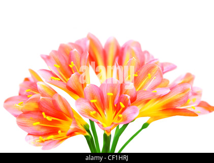 Printemps fleurs crocus frais isolé sur fond blanc Banque D'Images