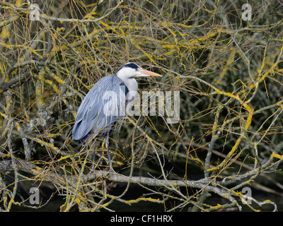 Un héron cendré ( Ardea cinerea ) perché dans les branches basses d'un saule Banque D'Images