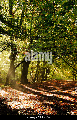 Le soleil du matin à travers la diffusion en continu des arbres à bois Pullingshill, France Octobre 2011 Banque D'Images