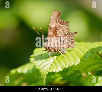 Virgule (Polygonia c-album) butterfly perché sur leaf Banque D'Images