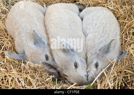 Trois porcelets Mangalitza pedigree endormi sur un lit de paille. Banque D'Images