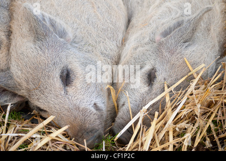 Deux porcelets Mangalitza pedigree endormi sur un lit de paille. Banque D'Images