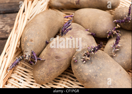 Les plants de pomme de terre, Solanum tuberosum 'noir', rein de Gloucester dans un panier Banque D'Images