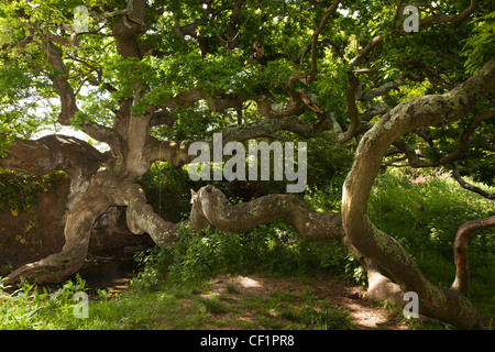 Royaume-uni, Angleterre, la localité, l'île de Wight, l'arbre dragon à côté Brightone chargement continu Mill Pond Banque D'Images