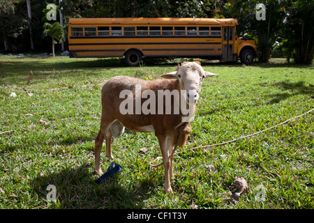 En face de chèvre d'un autobus scolaire près de Vinales, Cuba Banque D'Images