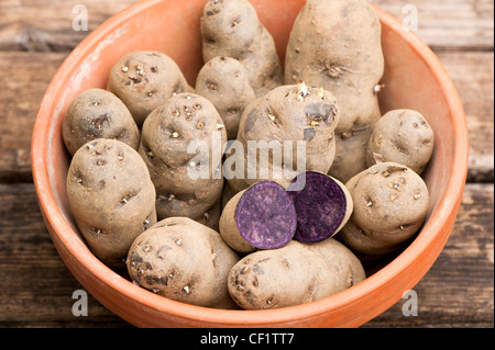 Les plants de pomme de terre, Solanum tuberosum Vitelotte', 'dans un pot Banque D'Images