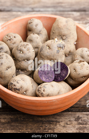 Les plants de pomme de terre, Solanum tuberosum Vitelotte', 'dans un pot Banque D'Images
