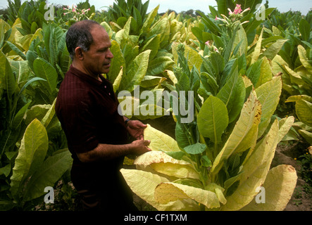 1, un Mexicain, l'homme, l'homme l'inspection des usines de tabac, des plants de tabac, plantation de tabac, village d'Ixtapa, Ixtapa, Etat de Jalisco, Mexique Banque D'Images