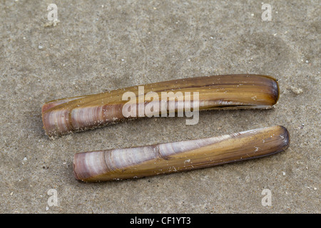 Atlantic jackknife clam (Ensis Ensis directus / americanus) sur plage, mer des Wadden, Allemagne Banque D'Images