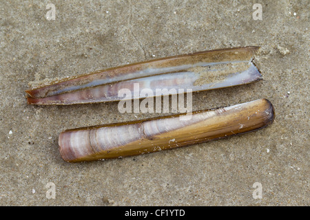 Atlantic jackknife clam (Ensis Ensis directus / americanus) sur plage, mer des Wadden, Allemagne Banque D'Images