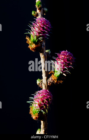 Le mélèze commun européen / mélèze (Larix decidua) fleurs femelles, Allemagne Banque D'Images