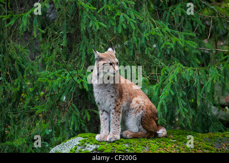 Le lynx eurasien (Lynx lynx) assis sur la roche dans une forêt de pins, la Suède Banque D'Images