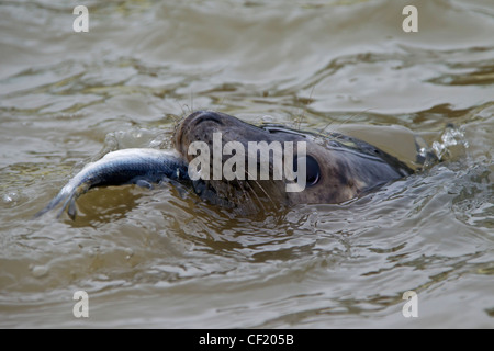 Les juvéniles, le phoque gris et le phoque gris (Halichoerus grypus) manger du poisson au centre de réadaptation d'étanchéité Friedrichskoog, Allemagne Banque D'Images